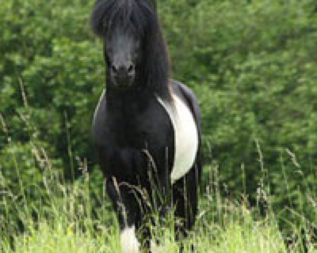 stallion Svalur von Rutenmühle (Iceland Horse, 1998, from Bliki frá Miklabæ frá Lýtingsstöðum)