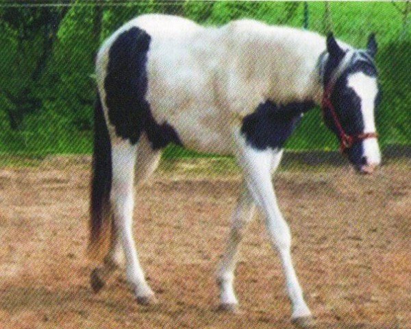 horse Diva (Paint Horse, 2011, from Cherokee Black Max)