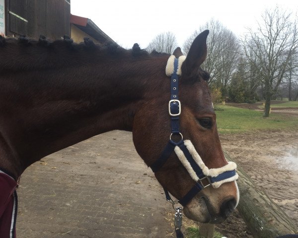 jumper Chica's EL Loco (German Sport Horse, 2011, from Ciaco's Son S)