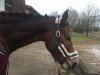 jumper Chica's EL Loco (German Sport Horse, 2011, from Ciaco's Son S)