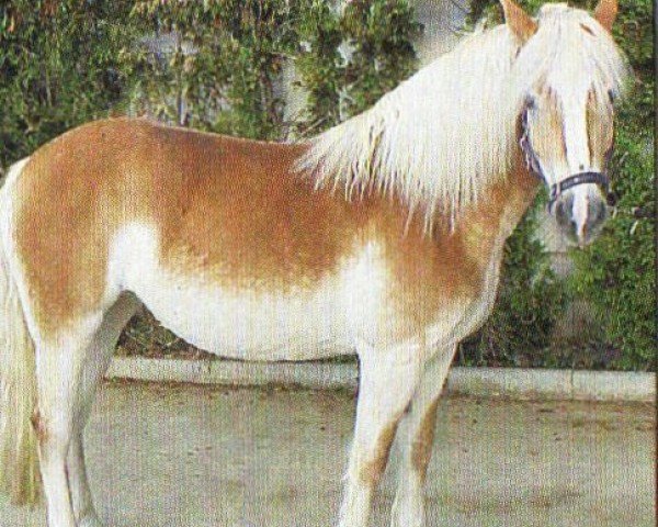 horse Lolly (Haflinger, 1998, from Alexander)
