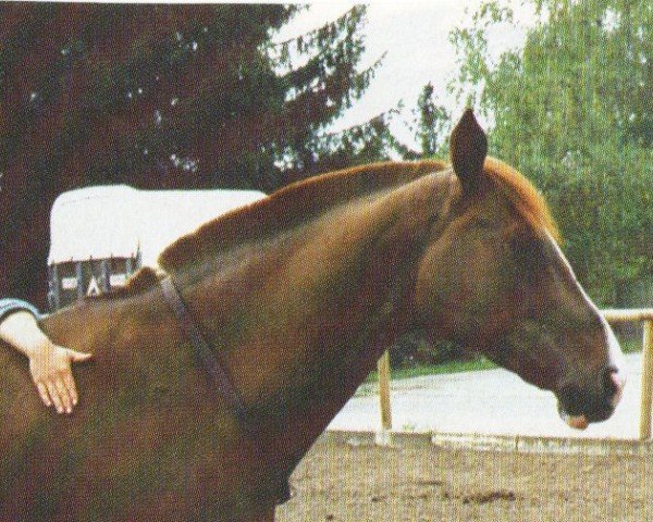 horse Lucy 55 (Bavarian,  , from Legal Legend xx)