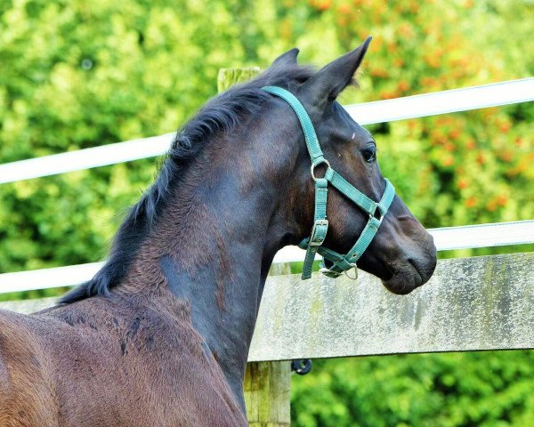 dressage horse Sissy (Hanoverian, 2017, from Sir Donnerhall I)