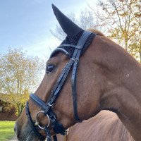 dressage horse Ben Fiano (Westphalian, 2017, from Callaho's Benicio)