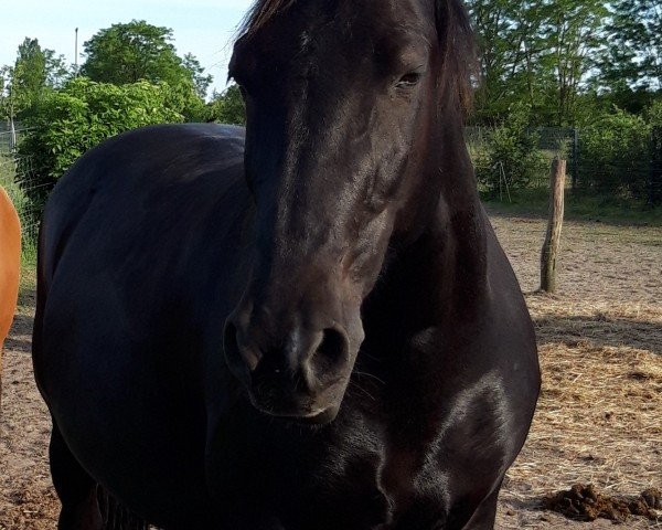 broodmare Odett (Sachs-door. Heavy Warmbl., 2004, from Geron)