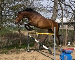 jumper Urmel WM (Holsteiner, 2018, from Unikato)