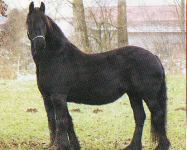 horse Adelheid (Friese, 1992, from Jakob 302)