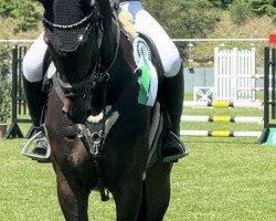 jumper Courage G (Oldenburg, 2011, from Cadensky)