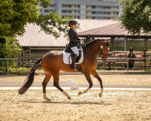 dressage horse Monamoura (German Sport Horse, 2020, from Finest Selection OLD)