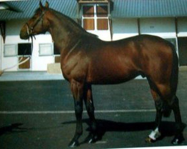 stallion Choiseul d'Uriat (Selle Français, 1990, from Alme)