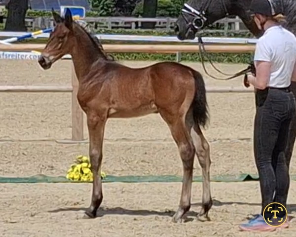 foal by Invictus Gold (Trakehner, 2025, from Eichengold)