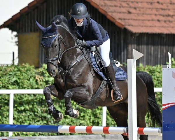 jumper Carry 78 (Hanoverian, 2009, from Contendros Bube)