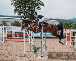 jumper Dara Lady (Hanoverian, 2017, from Diacontinus)