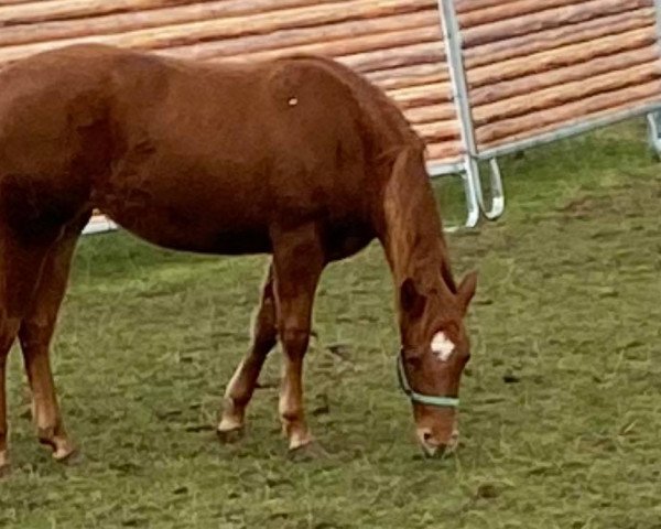Pferd MR Gunsmoke Chexy (Quarter Horse, 2019, von Out Dunit)