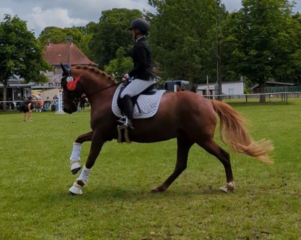 broodmare Santana (German Riding Pony, 2017, from Quaterback's Junior)