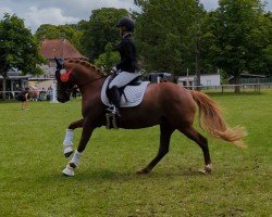 broodmare Santana (German Riding Pony, 2017, from Quaterback's Junior)