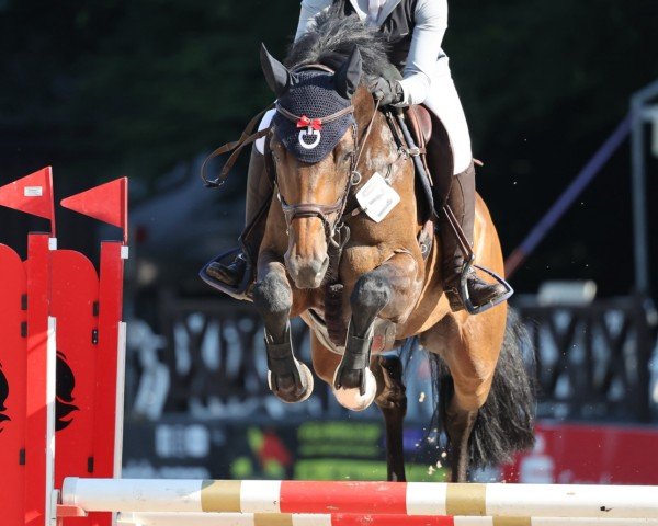 jumper Call Me Coolness (German Sport Horse, 2017, from Cody 69)