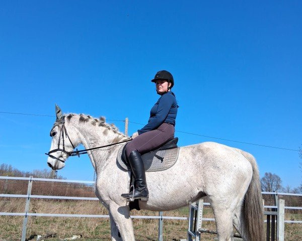 Springpferd Nina van de Peereboom (Belgisches Warmblut, 2013, von Cabrio van de Heffinck)