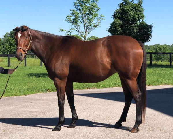 broodmare Texas Gem xx (Thoroughbred, 2013, from Tiznow xx)