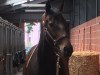 dressage horse Wanessa 253 (Hanoverian, 2003, from Wanderbursch II)