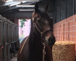 dressage horse Wanessa 253 (Hanoverian, 2003, from Wanderbursch II)