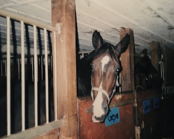 Zuchtstute Geja (KWPN (Niederländisches Warmblut), 1988, von Zeoliet)