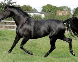 broodmare San Fleurina (Westphalian, 2007, from Sandro Bedo)