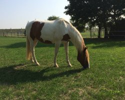 Pferd Bendit 9 (Nederlands Rijpaarden en Pony, 2004, von Billy)