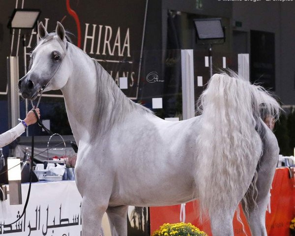 stallion GG Midnight Silver ox (Arabian, 2008, from El Sid ox)