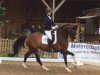 dressage horse Fiderstar 5 (Hanoverian, 2008, from Fidertanz)