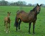 broodmare Akita (Hanoverian, 1998, from Libero H)