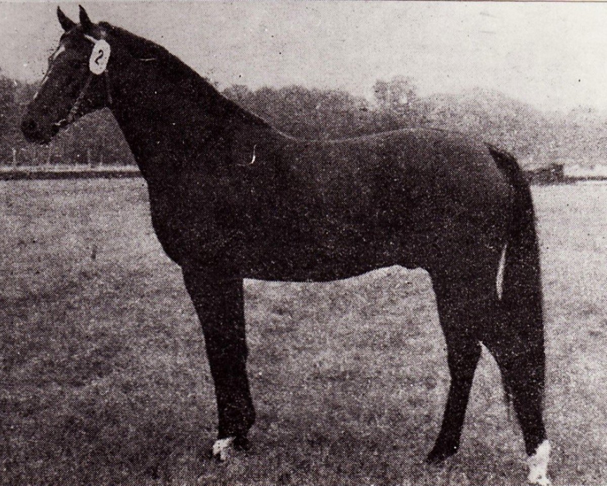 stallion Monsun x (Anglo-Arabs, 1971, from Modus xx)