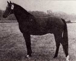 stallion Monsun x (Anglo-Arabs, 1971, from Modus xx)