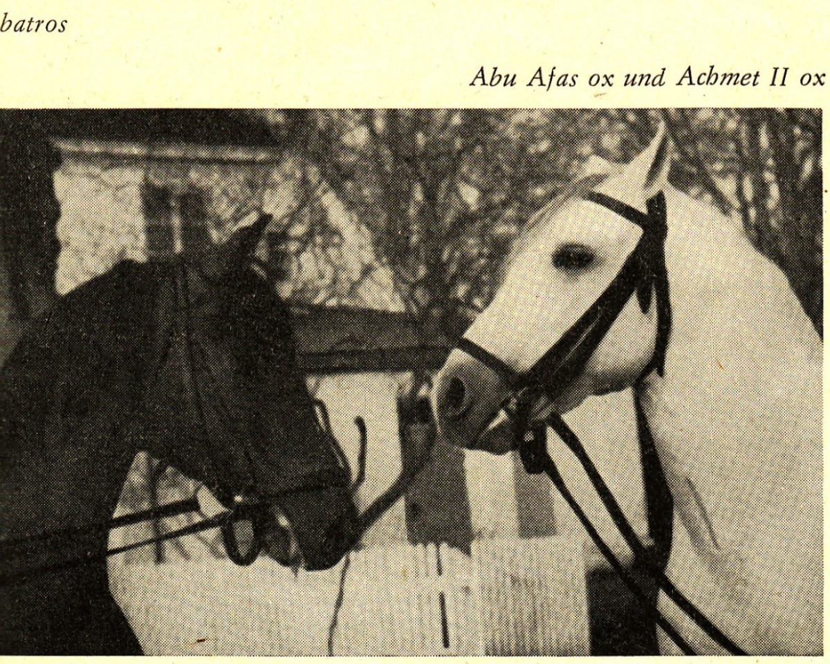 stallion Achmet IIx ox (Arabian purebred, 1950, from Adonah ox)