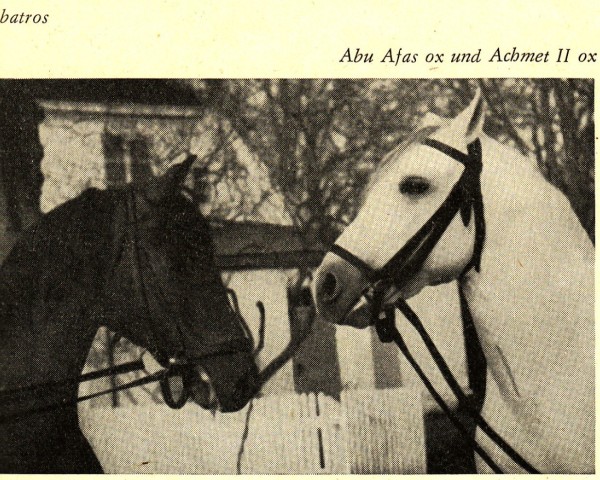 stallion Achmet IIx ox (Arabian purebred, 1950, from Adonah ox)