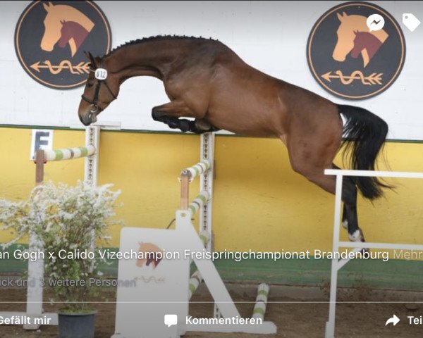 jumper Vancour (German Sport Horse, 2012, from van Gogh)