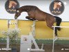 jumper Vancour (German Sport Horse, 2012, from Van Gogh)