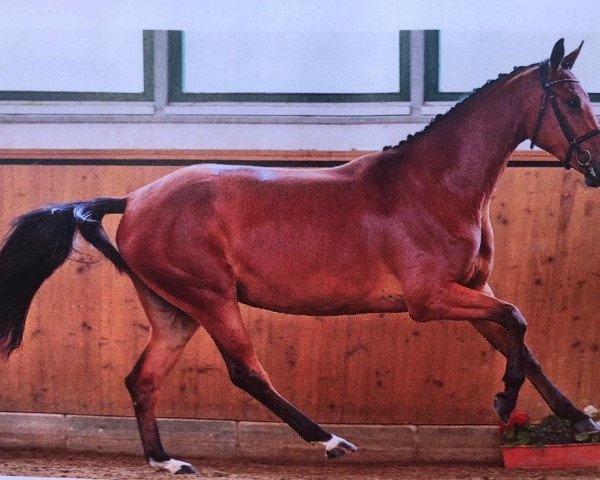 broodmare Miss Million (German Sport Horse, 2017, from Million Dollar)