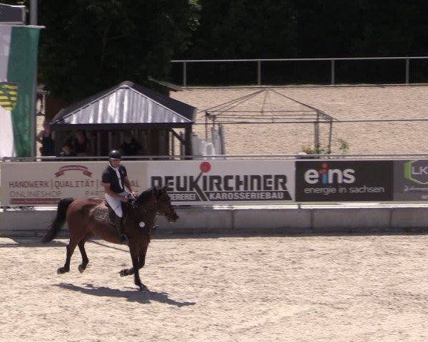 Reitturnier Dorfchemnitz 2025