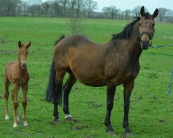 broodmare Akita (Hanoverian,  , from Libero H)