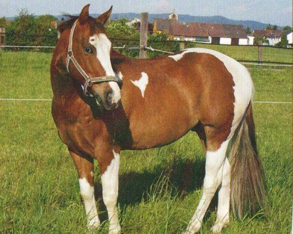 horse Magic (Paint Horse, 2000, from Cats Lad)