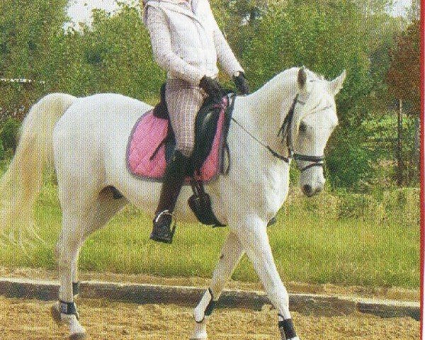 horse Probag (Arabian, 1995, from Drug 1985 ox)