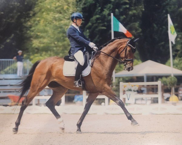 dressage horse Dracos (Hanoverian, 2020, from Da Costa)