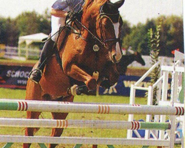 horse L'Avare (Holsteiner, 1997, from Lansing)