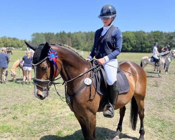 jumper On Top 11 (German Riding Pony, 2016, from Orly 19)