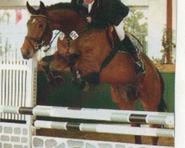 horse Contenara (Oldenburg, 2001, from Conterno Grande)