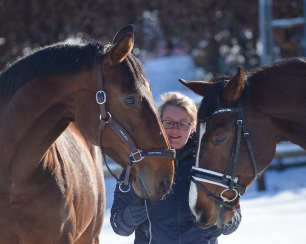 horse Grace (Hanoverian, 2003, from Golden Deister)