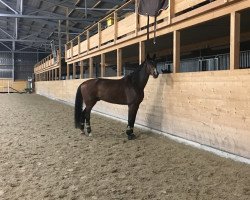 jumper Cajas' Bright Pearl CH (Swiss Warmblood, 2012, from Clarimo Ask)