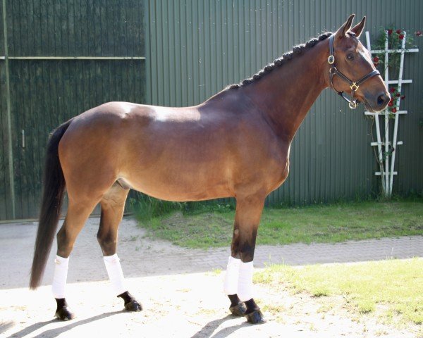 dressage horse Touchstone (Trakehner, 2016, from Honoré du Soir)