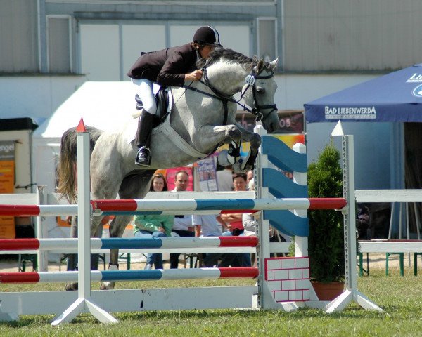 horse Ventus (Trakehner, 2006, from Pamir ox)